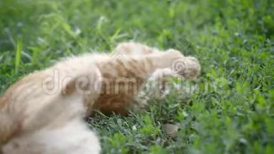 可爱的、活泼的、活泼的苏格兰小猫在树荫下躺在草地上